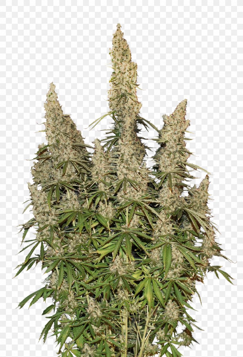 Autoflowering Cannabis White Widow Cannabis Sativa Cannabis Ruderalis Skunk, PNG, 1375x2016px, Autoflowering Cannabis, Cannabis Ruderalis, Cannabis Sativa, Flower, Grass Download Free