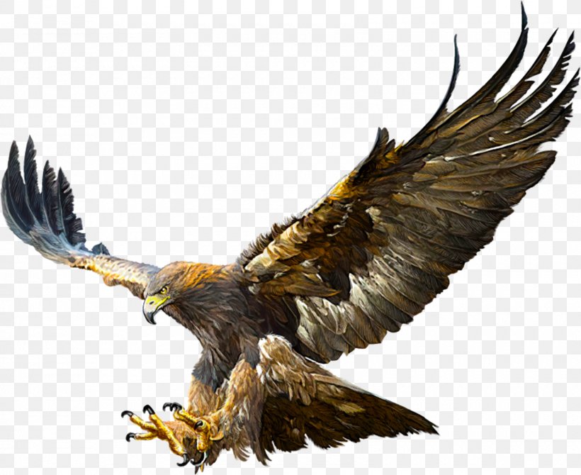 Bald Eagle Golden Eagle Flight Drawing, PNG, 1600x1309px, Bald Eagle, Accipitriformes, Beak, Bird, Bird Of Prey Download Free