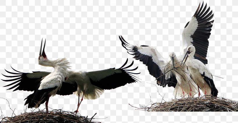 Bird White Stork Animal, PNG, 2750x1427px, Bird, Animal, Beak, Bird Of Prey, Ciconia Download Free