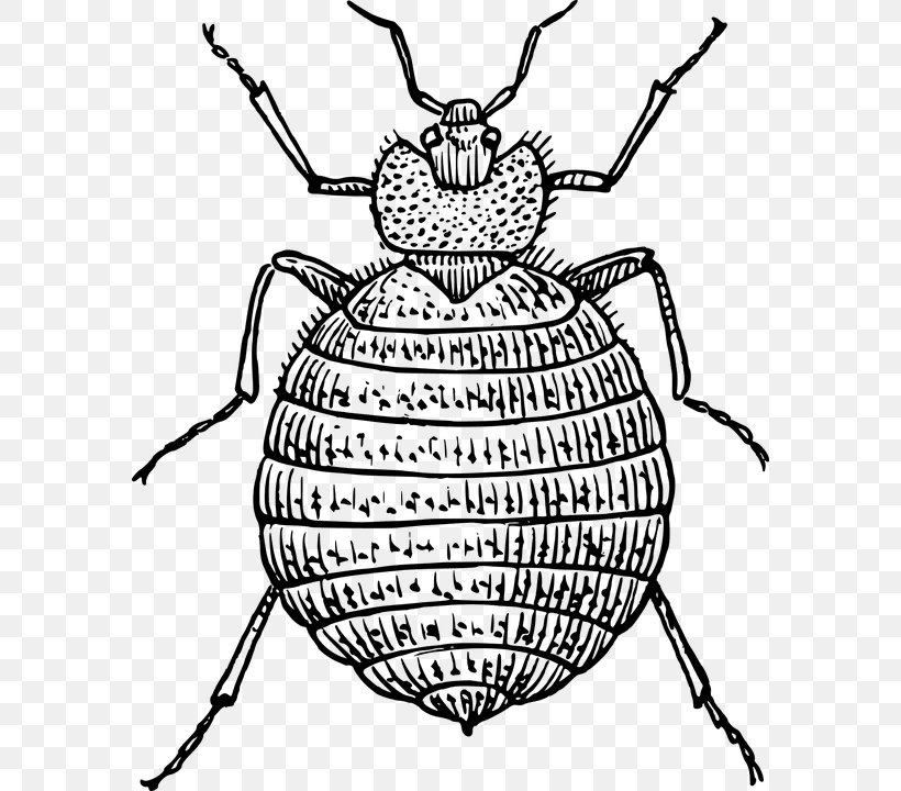 Book Drawing, PNG, 580x720px, Bedbug, Bed, Bed Bug Bite, Bed Bug Control Techniques, Beetle Download Free