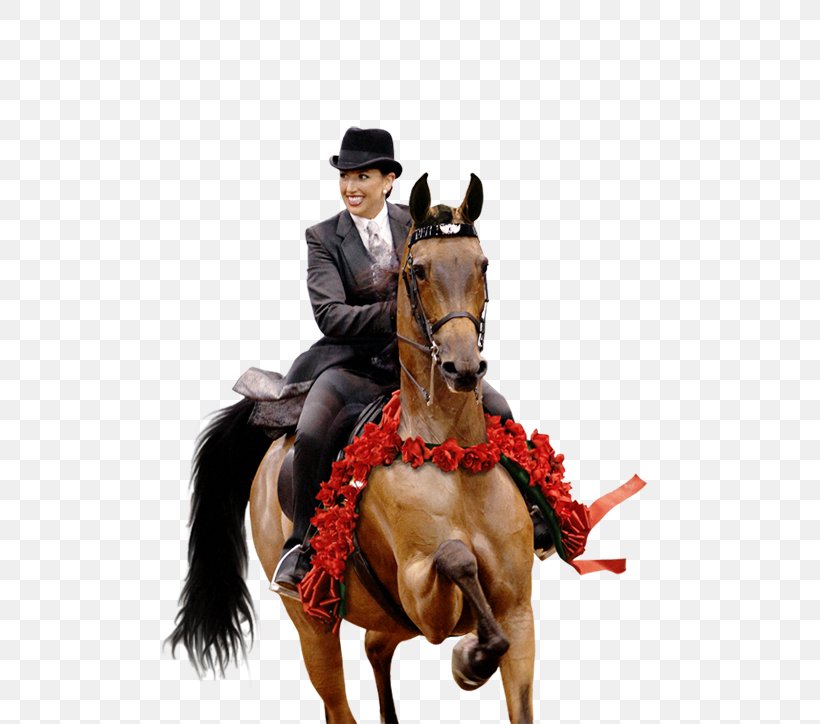 Stallion Arabian Horse Mare Hunt Seat Rein, PNG, 500x724px, Stallion, Arabian Horse, Bridle, Equestrian, Equestrian Sport Download Free