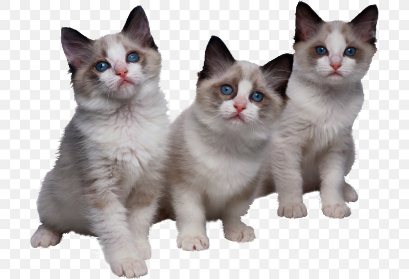 Cat Veterinarian Clip Art GIF, PNG, 699x560px, Cat, Aegean Cat, American Wirehair, Animal, Asian Download Free