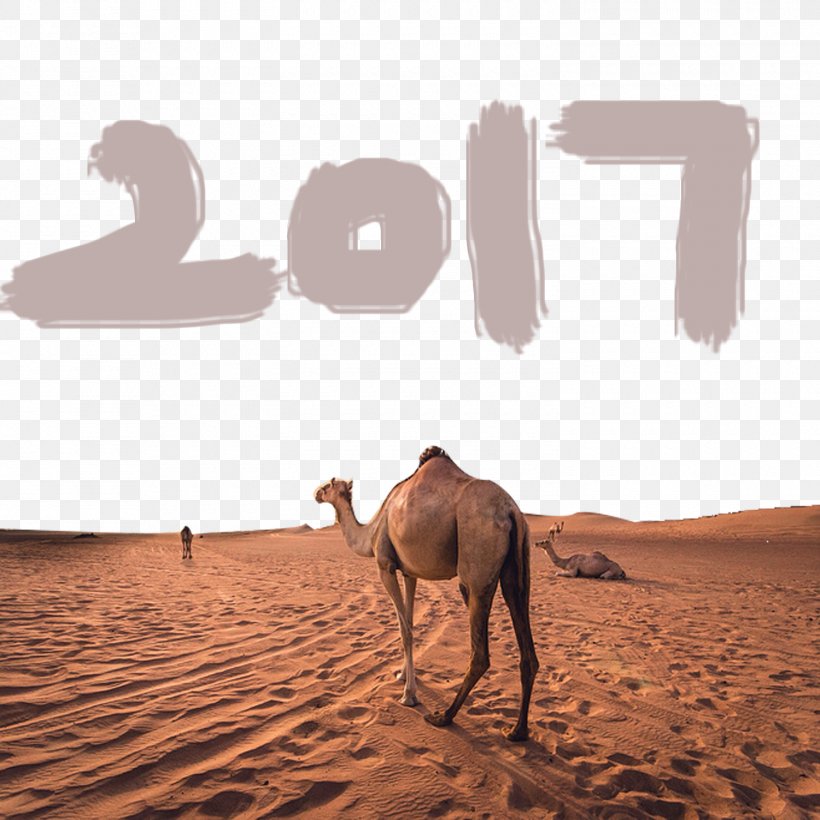 Dromedary Sahara Gobi Desert Erg, PNG, 1500x1500px, Dromedary, Aeolian Landform, Arabian Camel, Camel, Camel Like Mammal Download Free