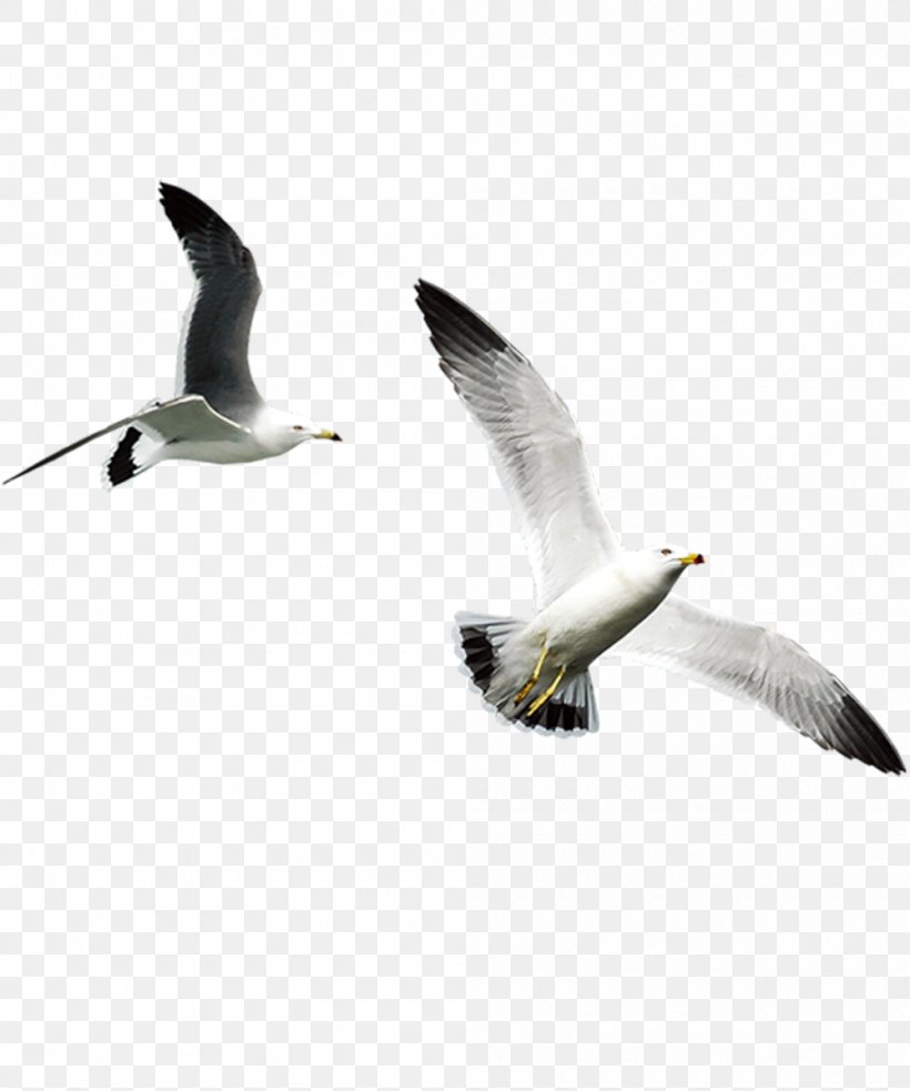 Android Screenshot IPhone Phablet, PNG, 1000x1200px, Android, Beak, Bird, Camera, Charadriiformes Download Free