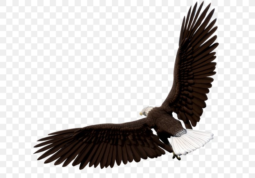 Bald Eagle Image Graphics Bird, PNG, 635x575px, Bald Eagle, Accipitriformes, Beak, Bird, Bird Of Prey Download Free
