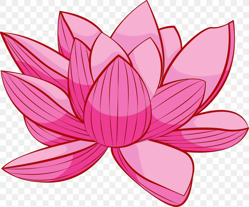 Bodhi Lotus Lotus, PNG, 3000x2498px, Bodhi Lotus, Aquatic Plant, Flower, Lotus, Lotus Family Download Free