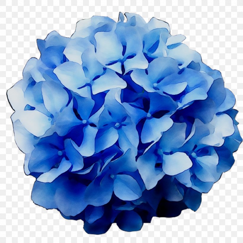 Hydrangeaceae Petal Cut Flowers, PNG, 1107x1107px, Hydrangea, Blue, Cornales, Cut Flowers, Electric Blue Download Free