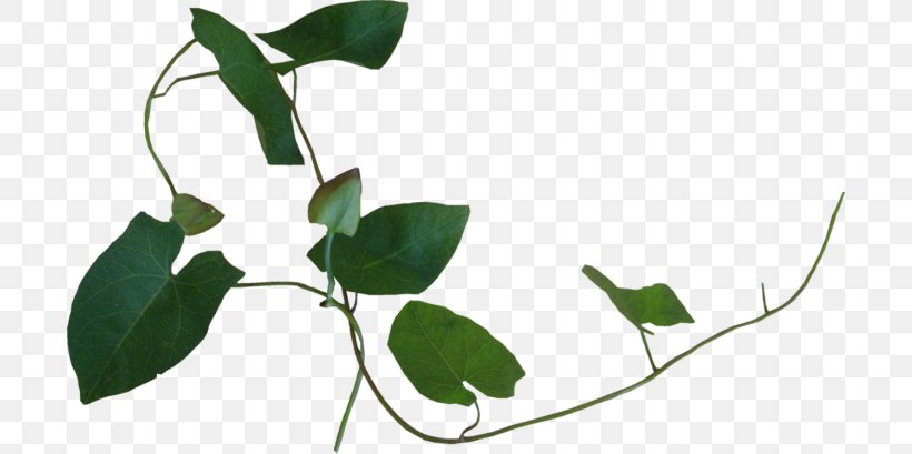 Liana Plant Ivy Leaf, PNG, 700x409px, Liana, Branch, Computer, Flora, Flower Download Free