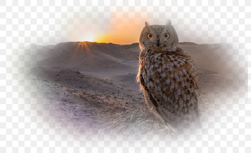 Tawny Owl Bird Desert Owl Whiskers, PNG, 800x500px, Owl, Animal, Bird, Carnivoran, Cat Download Free