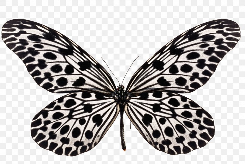 Butterfly Insect Clip Art Image Cabbage White, PNG, 1600x1077px, Butterfly, Arthropod, Black And White, Brush Footed Butterfly, Butterflies And Moths Download Free