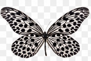 Butterfly - Butterfly Insect Clip Art Image Cabbage White PNG