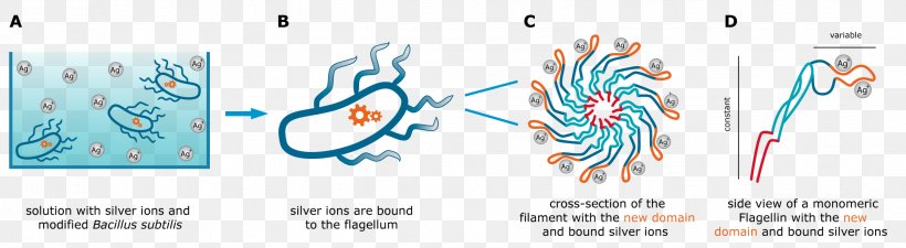 Flagellin Graphic Design Hay Bacillus Flagellum, PNG, 2167x595px, Flagellin, Bacillus, Brand, Flagellum, Hay Bacillus Download Free