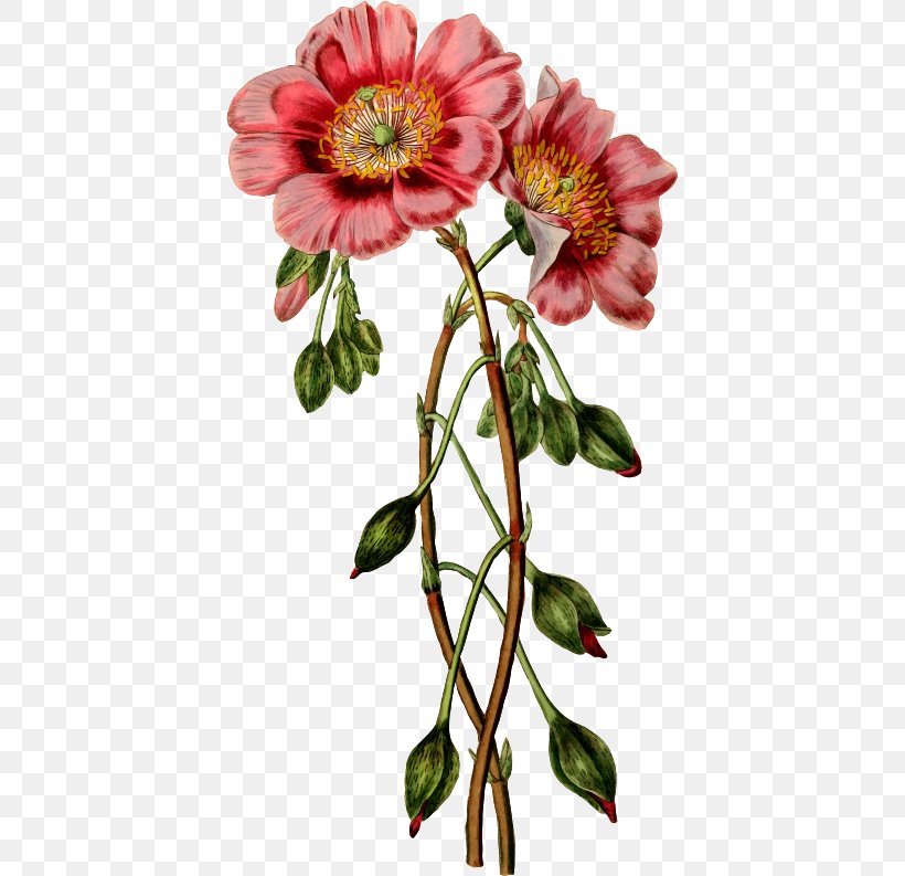 Paper Floral Design Flower Clip Art Stock.xchng, PNG, 410x793px, Paper, Alstroemeriaceae, Annual Plant, Chrysanths, Cut Flowers Download Free
