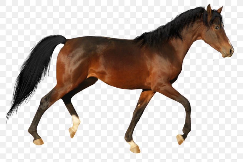 Clydesdale Horse Arabian Horse American Quarter Horse Tennessee Walking Horse American Paint Horse, PNG, 800x549px, Clydesdale Horse, American Paint Horse, American Quarter Horse, Andalusian Horse, Animal Figure Download Free