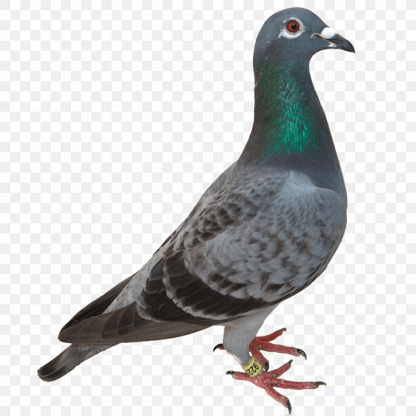 Domestic Pigeon Columbidae Bird, PNG, 1024x1024px, Columbidae, Beak, Bird, Domestic Pigeon, Fauna Download Free