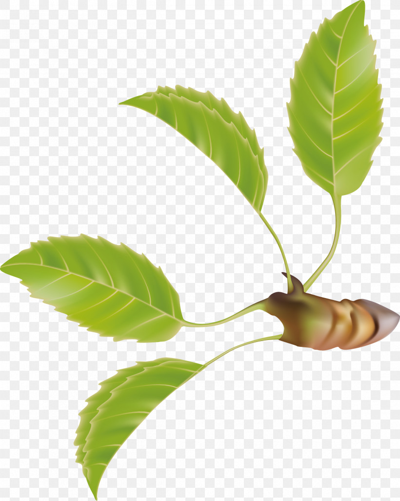 Leaf, PNG, 2395x3000px, Leaf, Flower, Plant, Plant Stem, Siberian Elm Download Free