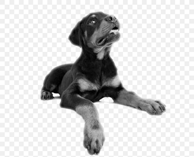 Puppy Rottweiler Cane Corso Bernese Mountain Dog Stock Photography, PNG, 604x665px, Puppy, Animal, Bernese Mountain Dog, Black And White, Cane Corso Download Free