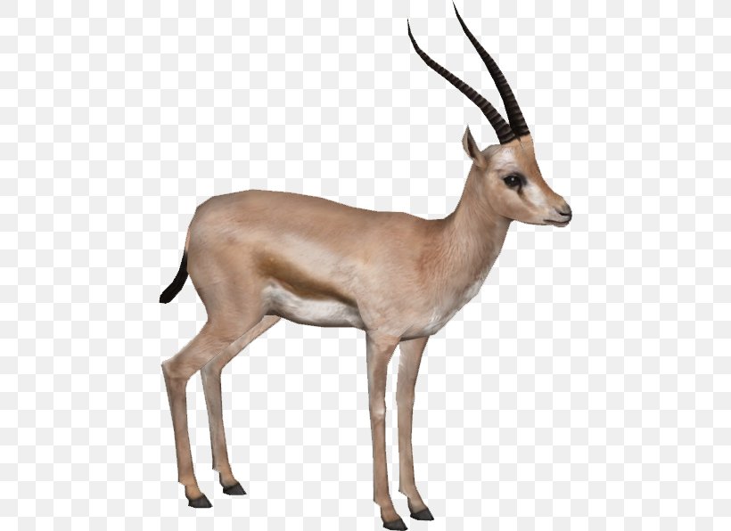 Rhim Gazelle Antelope Impala, PNG, 596x596px, Rhim Gazelle, Antelope, Arabian Gazelle, Coreldraw, Cow Goat Family Download Free