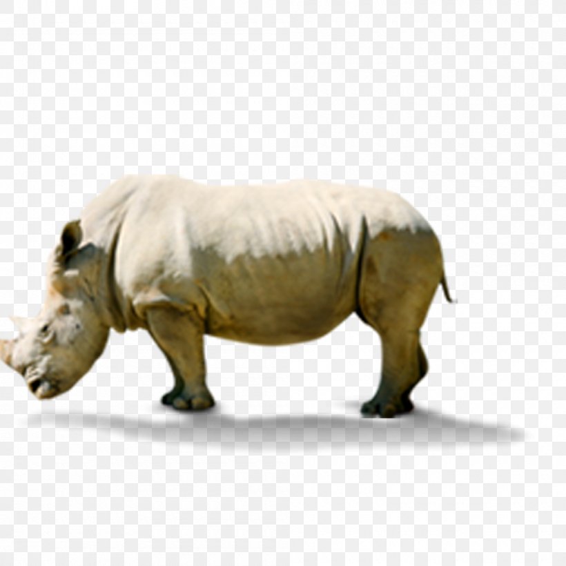 Rhinoceros Hippopotamus, PNG, 1000x1000px, Rhinoceros, Artworks, Fauna, Grass, Hippopotamus Download Free
