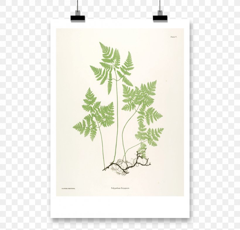 Botanical Illustration Botany Art Fern Painting, PNG, 1000x958px, Botanical Illustration, Art, Art Museum, Botanist, Botany Download Free