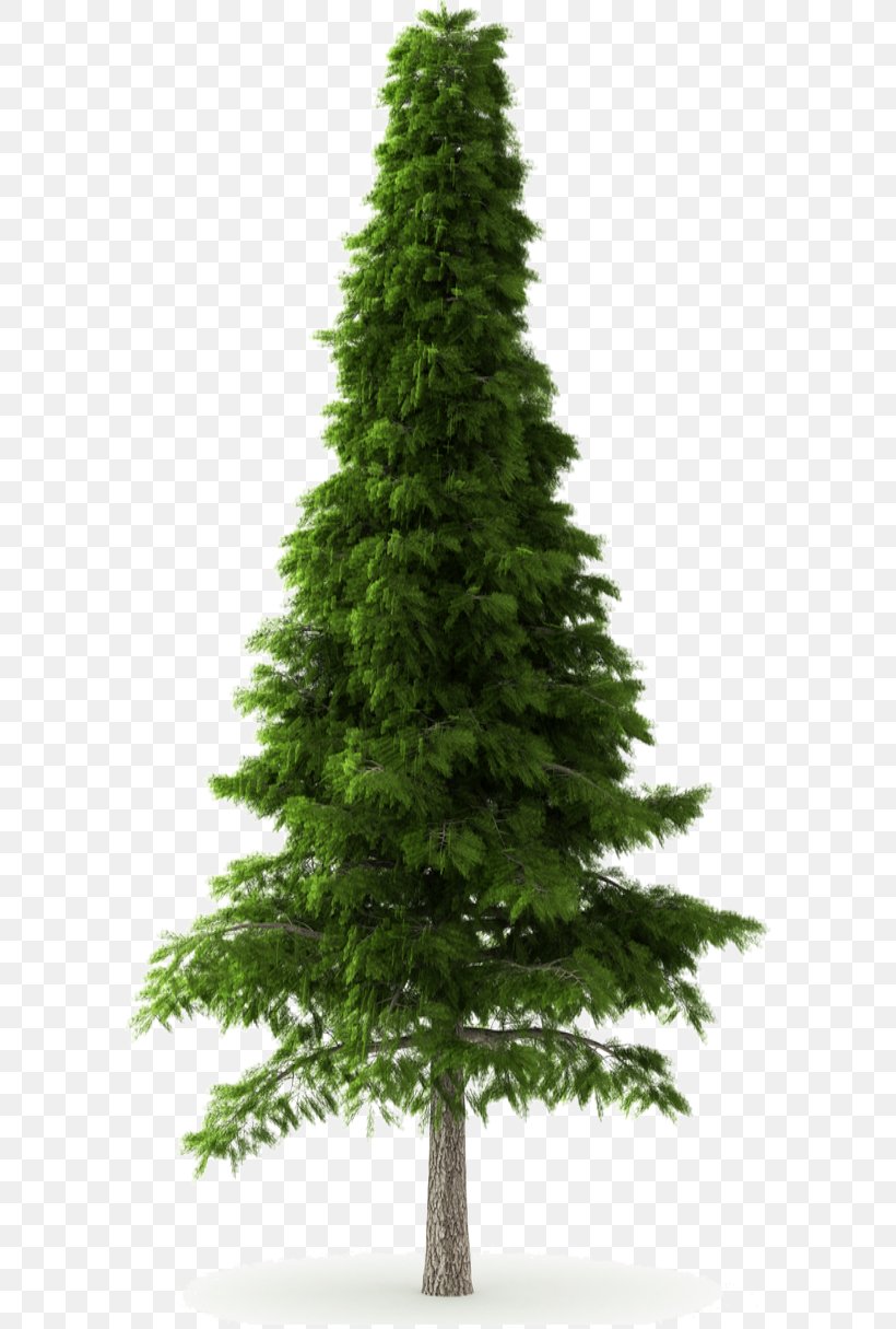 Deodar Cedar Himalayas Norway Spruce Tree Pine, PNG, 592x1215px, Deodar Cedar, Biome, Cedar, Christmas Decoration, Christmas Tree Download Free