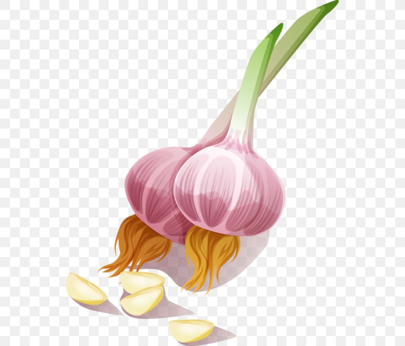 Garlic Onion Seasoning Vegetable Clip Art, PNG, 565x700px, Garlic, Black Pepper, Food, Game, Onion Download Free