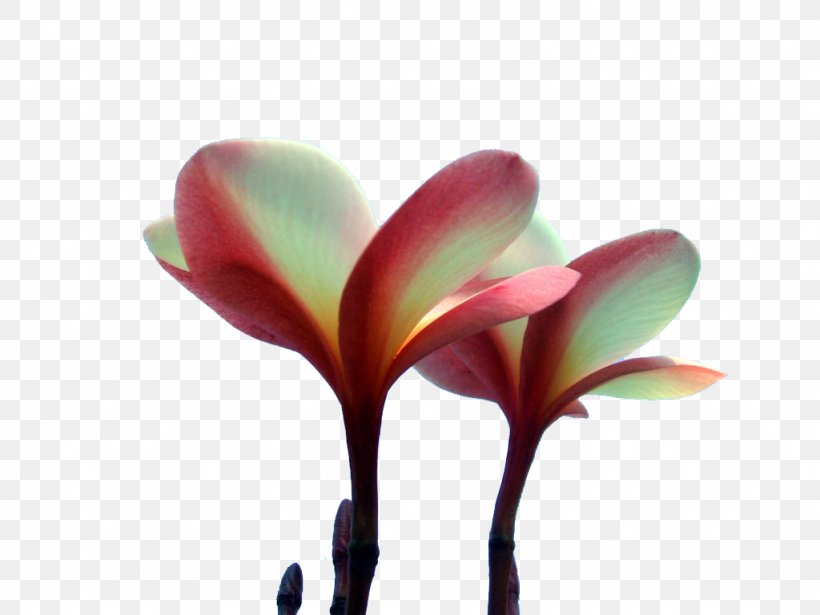 Hawaii Petal Plumeria Rubra, PNG, 1024x768px, Hawaii, Aspect Ratio, Bud, Flower, Flowering Plant Download Free