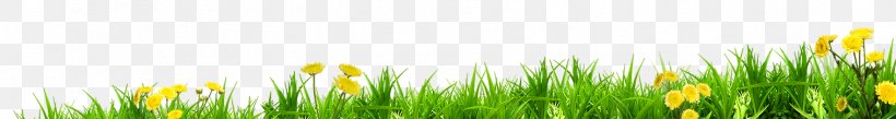 Meadow Lawn Energy Wheatgrass Sunlight, PNG, 1516x203px, Meadow, Closeup, Commodity, Computer, Energy Download Free