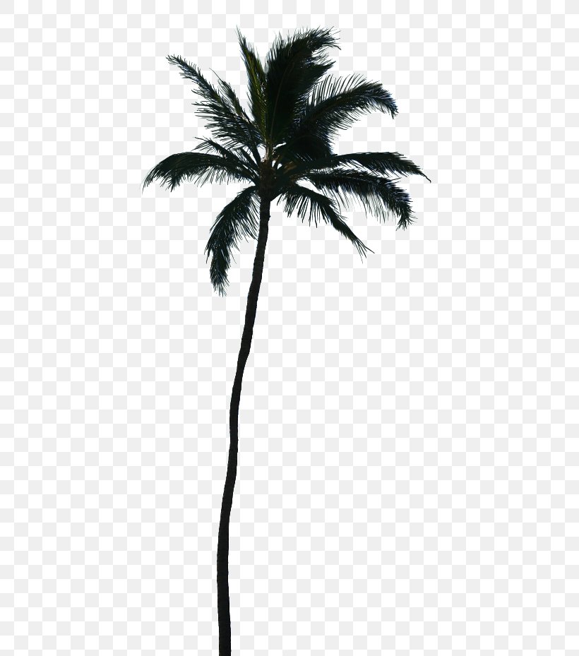 Palm Trees Vector Graphics Coconut Transparency, PNG, 434x929px, Palm Trees, Arecales, Asian Palmyra Palm, Attalea Speciosa, Blackandwhite Download Free