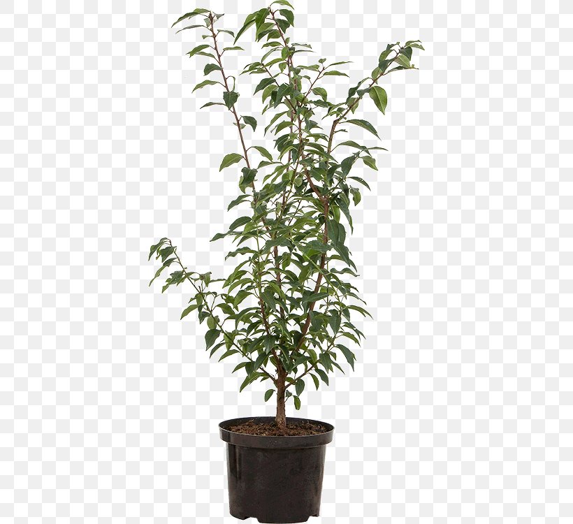 Portuguese Laurel Flowerpot Bay Laurel Chinese Sweet Plum Garden Centre, PNG, 396x750px, Flowerpot, Bay Laurel, Centimeter, Chinese Sweet Plum, Evergreen Download Free