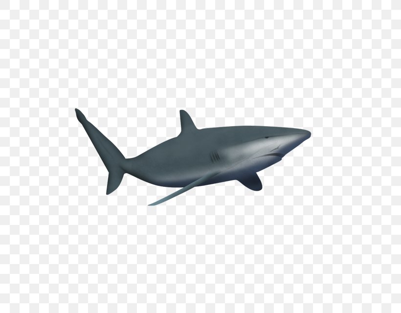 Great White Shark Marine Mammal Drawing Clip Art, PNG, 640x640px, Shark, Aquarium, Black And White, Cartilaginous Fish, Dolphin Download Free