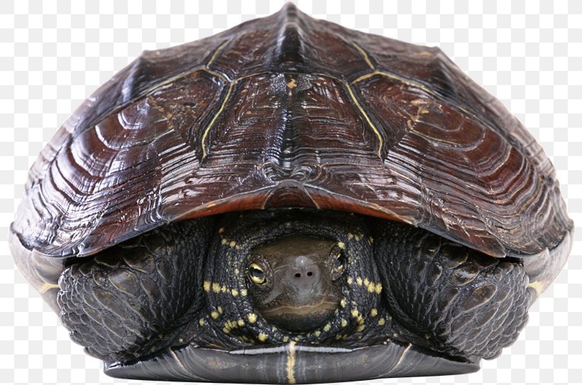 Hawksbill Sea Turtle Cheloniidae Green Sea Turtle, PNG, 800x543px, Turtle, Animal, Box Turtle, Can Stock Photo, Cheloniidae Download Free