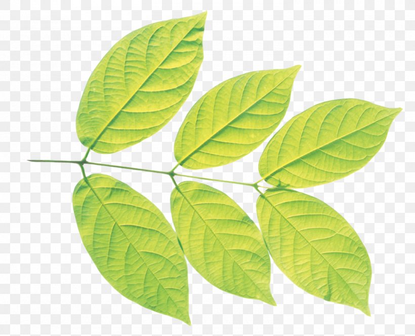 Leaf, PNG, 1500x1213px, Leaf, Plant Download Free