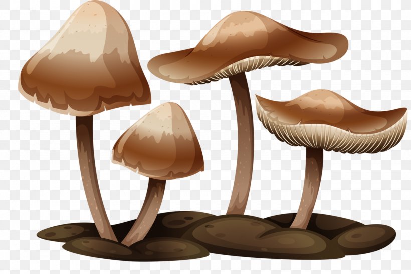 Gilled Mushrooms Royalty-free, PNG, 1280x855px, Mushroom, Amanita Muscaria, Basidiomycetes, Edible Mushroom, Fungus Download Free