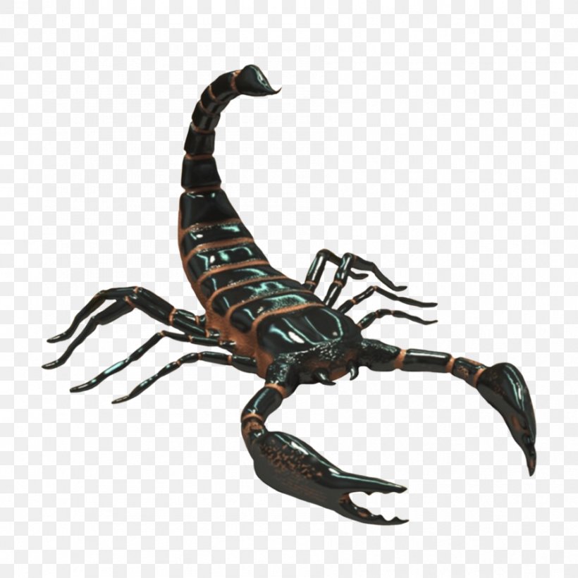 Scorpion Desktop Wallpaper Clip Art, PNG, 894x894px, Scorpion, Arthropod, Blog, Digital Media, Invertebrate Download Free