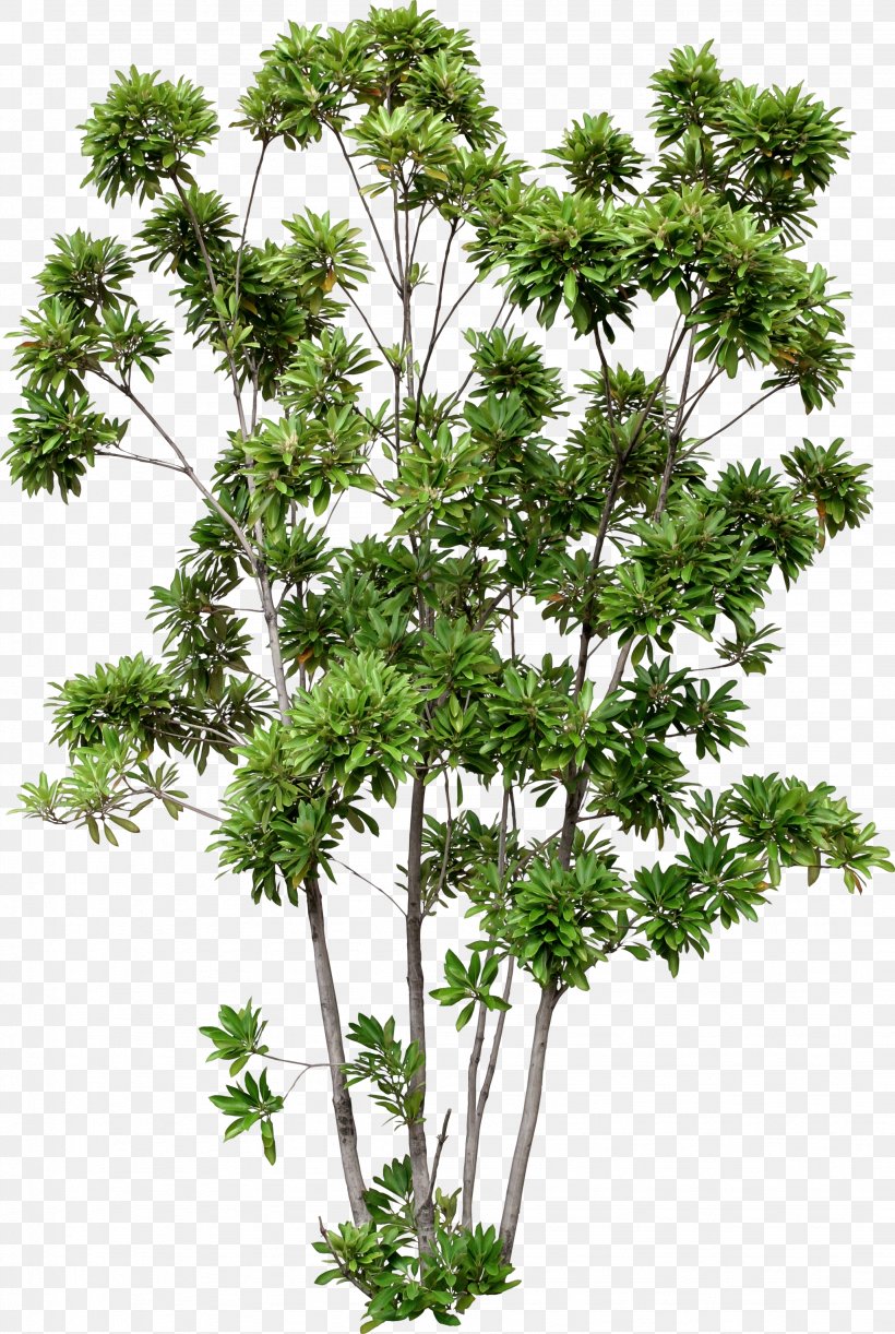 Tree Building House Lithocarpus Edulis Design, PNG, 2047x3052px, Tree, Anthriscus, Architecture, Branch, Building Download Free