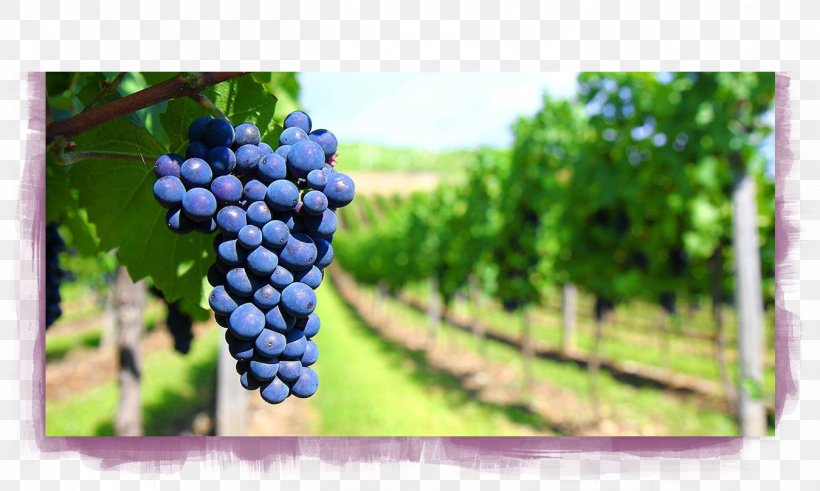 Wine Lambrusco Chianti DOCG Viognier Sangiovese, PNG, 1349x808px, Wine, Chianti Docg, Common Grape Vine, Flowering Plant, Food Download Free