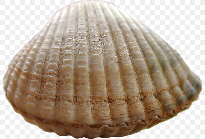 Cockle Conchology Seashell صدفة بحرية, PNG, 800x558px, Cockle, Animal Source Foods, Blog, Clam, Clams Oysters Mussels And Scallops Download Free