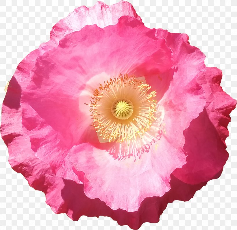 Flowering Plant Pink Common Poppy Petal, PNG, 1280x1242px, Flower, Annual Plant, Blossom, Common Poppy, Cut Flowers Download Free