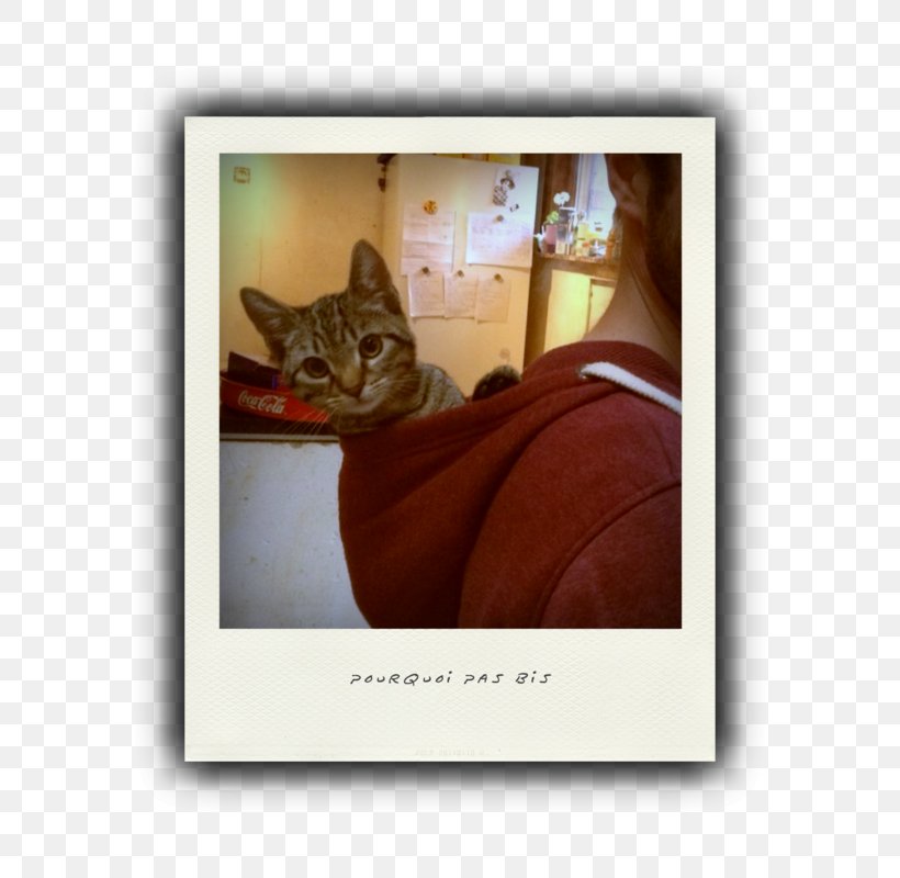 Kitten Whiskers Picture Frames Font, PNG, 696x800px, Kitten, Carnivoran, Cat, Cat Like Mammal, Photo Caption Download Free