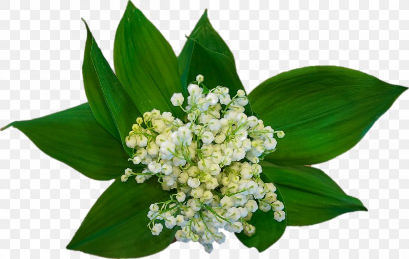 Labour Day May 1 Lily Of The Valley International Workers Day Party, PNG, 1200x762px, Labour Day, Carnival, Cut Flowers, Etiquette, Floral Design Download Free