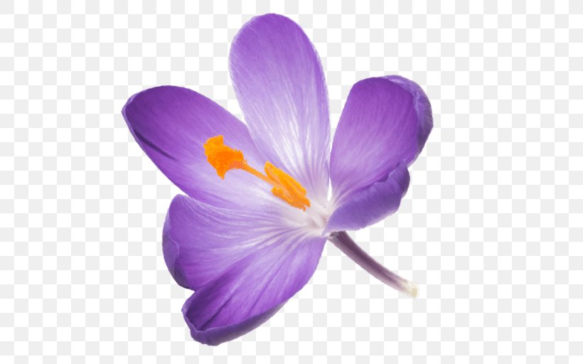 Saffron Flower, PNG, 512x512px, Autumn Crocus, Aroma, Black Pepper, Chorizo, Cretan Crocus Download Free