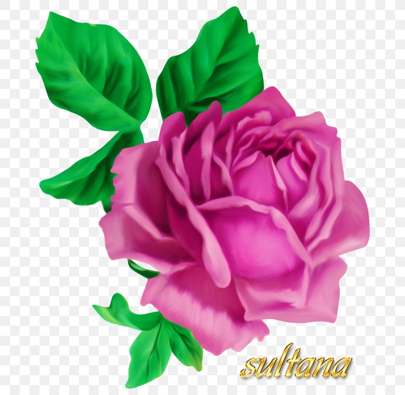 Victorian Era Rose Drawing, PNG, 720x800px, Victorian Era, Artificial Flower, China Rose, Cut Flowers, Decoupage Download Free