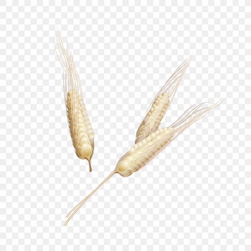 Wheat Maize Oryza Sativa Grauds, PNG, 2126x2126px, Wheat, Agriculture, Cereal, Commodity, Crop Download Free