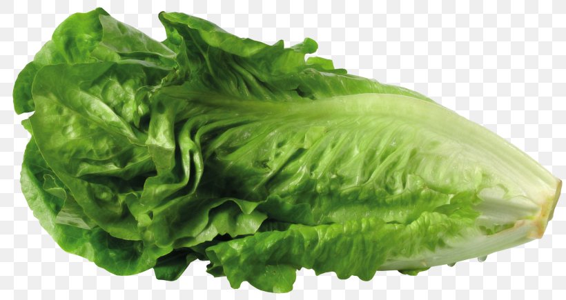 Butterhead Lettuce Greek Salad Clip Art, PNG, 815x435px, Butterhead Lettuce, Cabbage, Chard, Food, Free Content Download Free