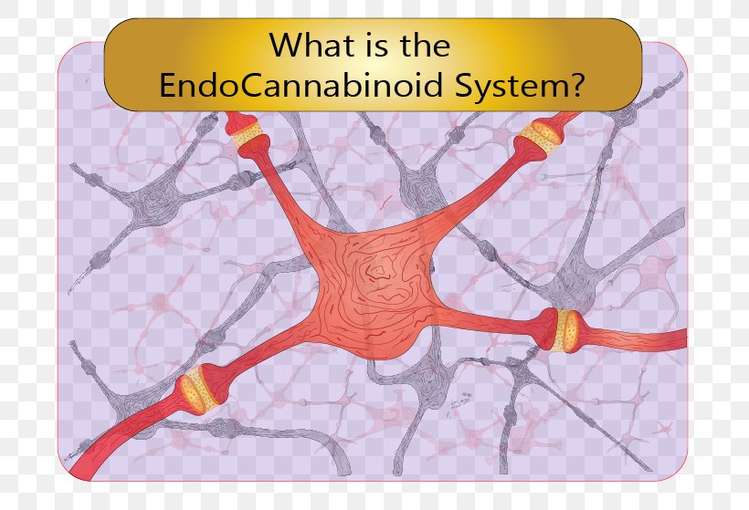 Endocannabinoid System Cannabinoid Receptor Human Body, PNG, 754x559px, Watercolor, Cartoon, Flower, Frame, Heart Download Free