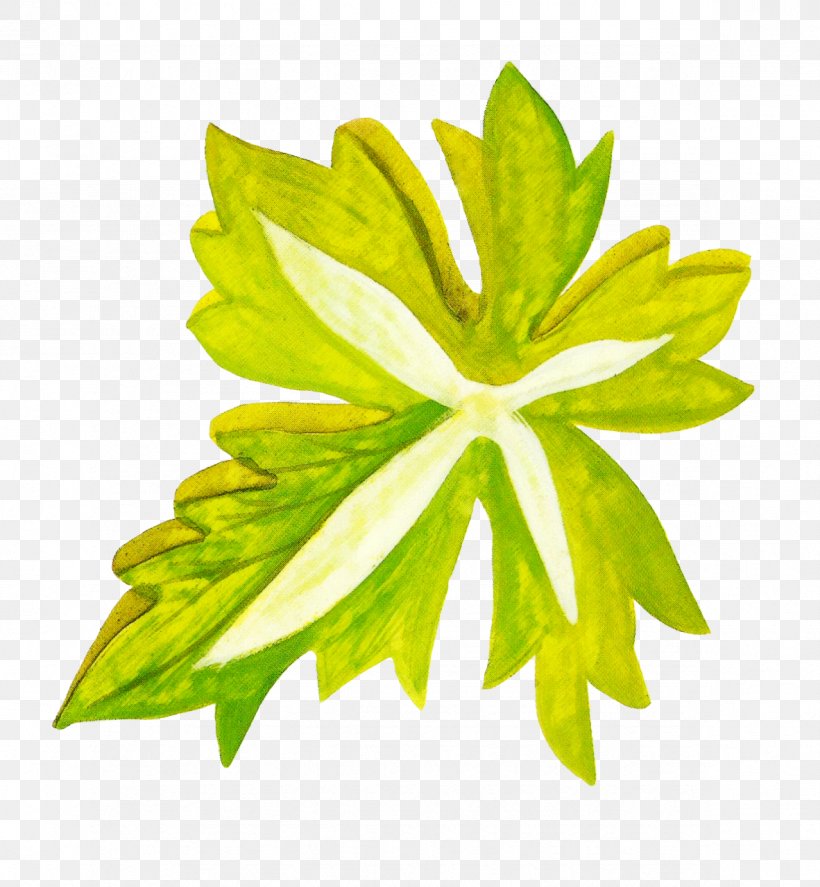Leaf Watercolor Painting Google Images Icon, PNG, 1182x1280px, Leaf, Flora, Flower, Fruit, Google Images Download Free