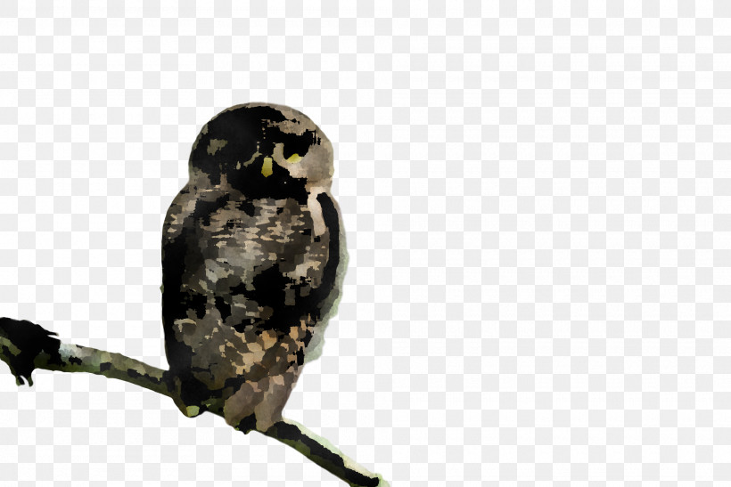 Owls Birds Eurasian Eagle-owl Beak Falcon, PNG, 1920x1282px, Owls, Beak, Birds, Cartoon, Eagle Download Free
