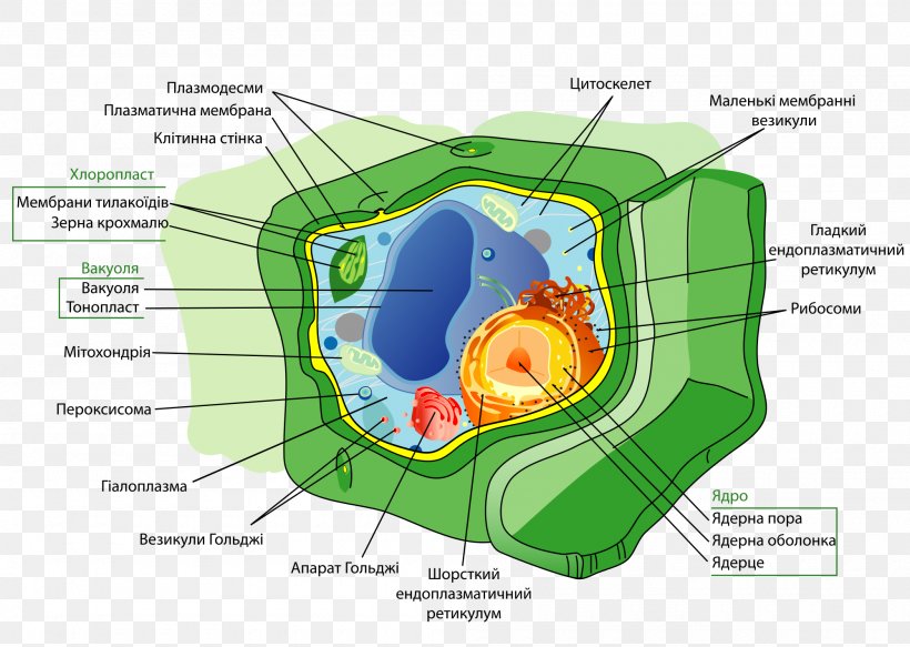 Plant Cell Cell Wall Organelle, PNG, 2000x1424px, Watercolor, Cartoon, Flower, Frame, Heart Download Free
