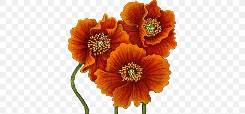 Poppy Watercolor Painting Flower Drawing, PNG, 367x382px, Poppy, Andy Warhol, Annual Plant, Art, Blume Download Free